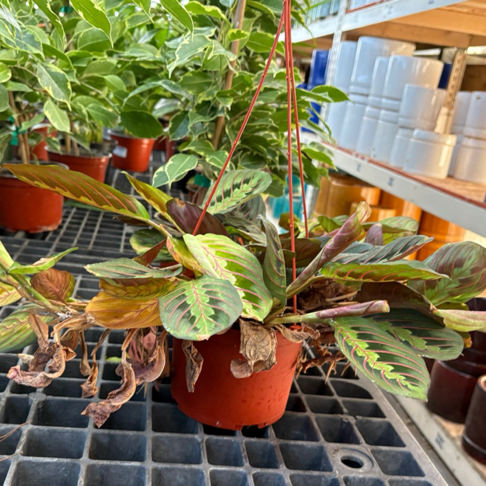 Prayer Plant