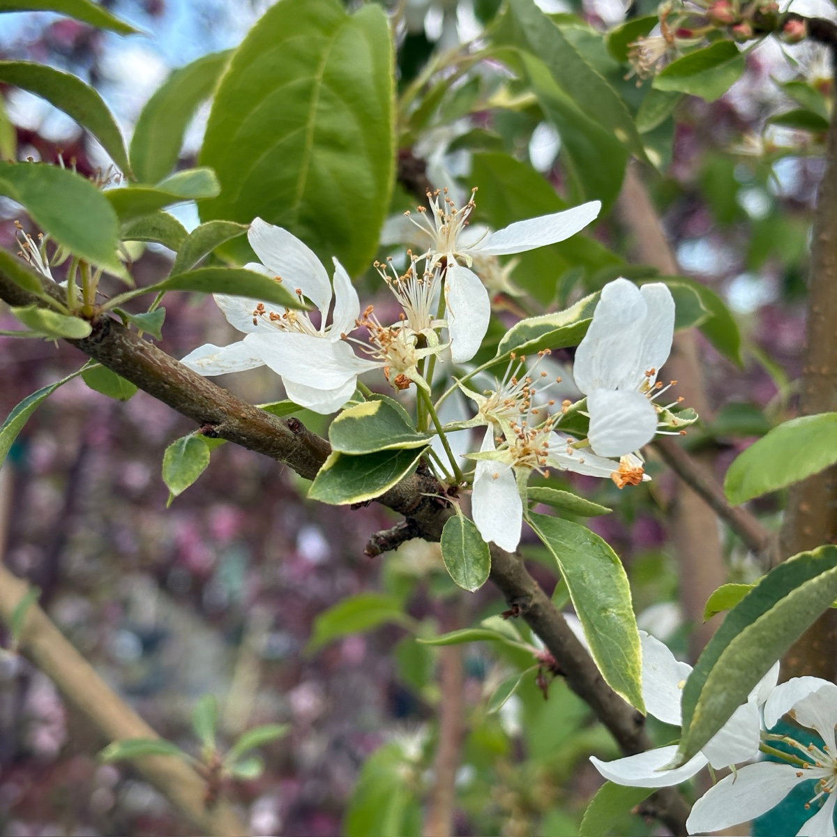  Spring Snow Crabapple