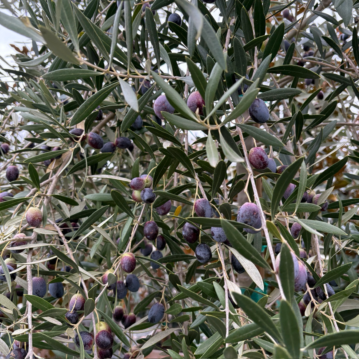 Olive Trees - Mission Olives