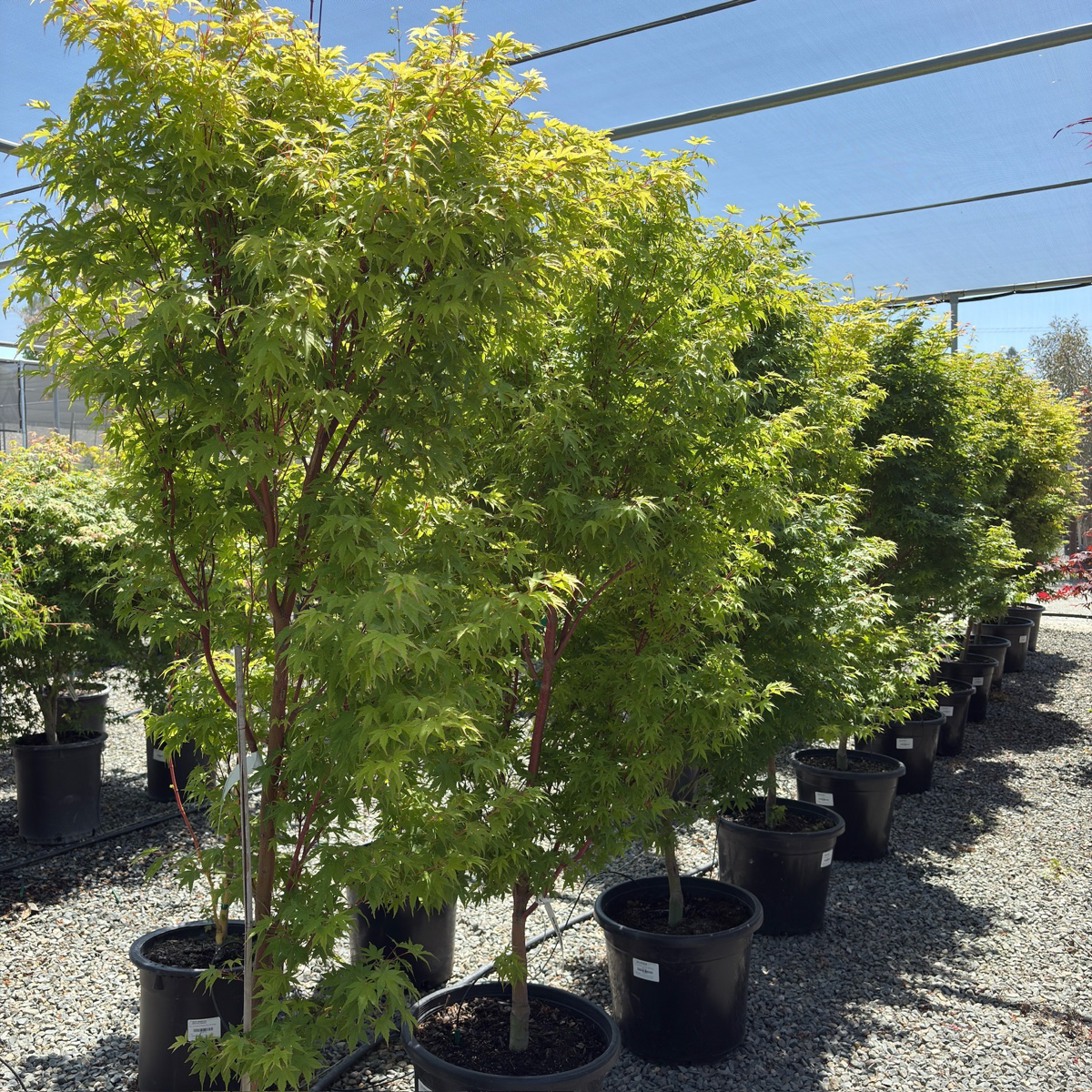 Coral Bark Maple