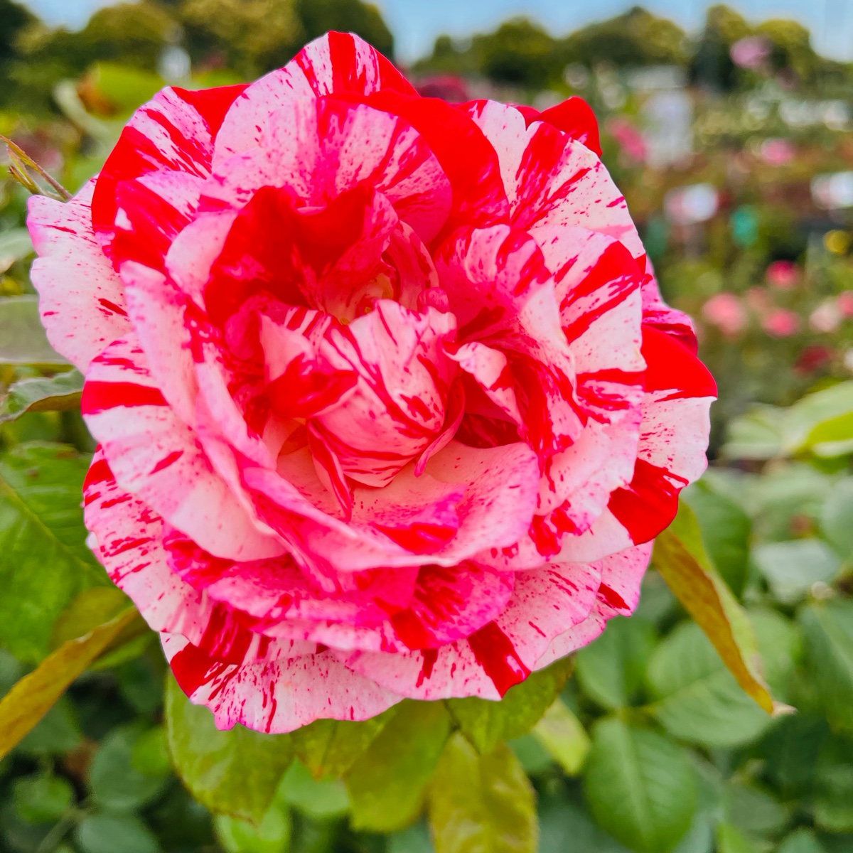 Sentimental Rose