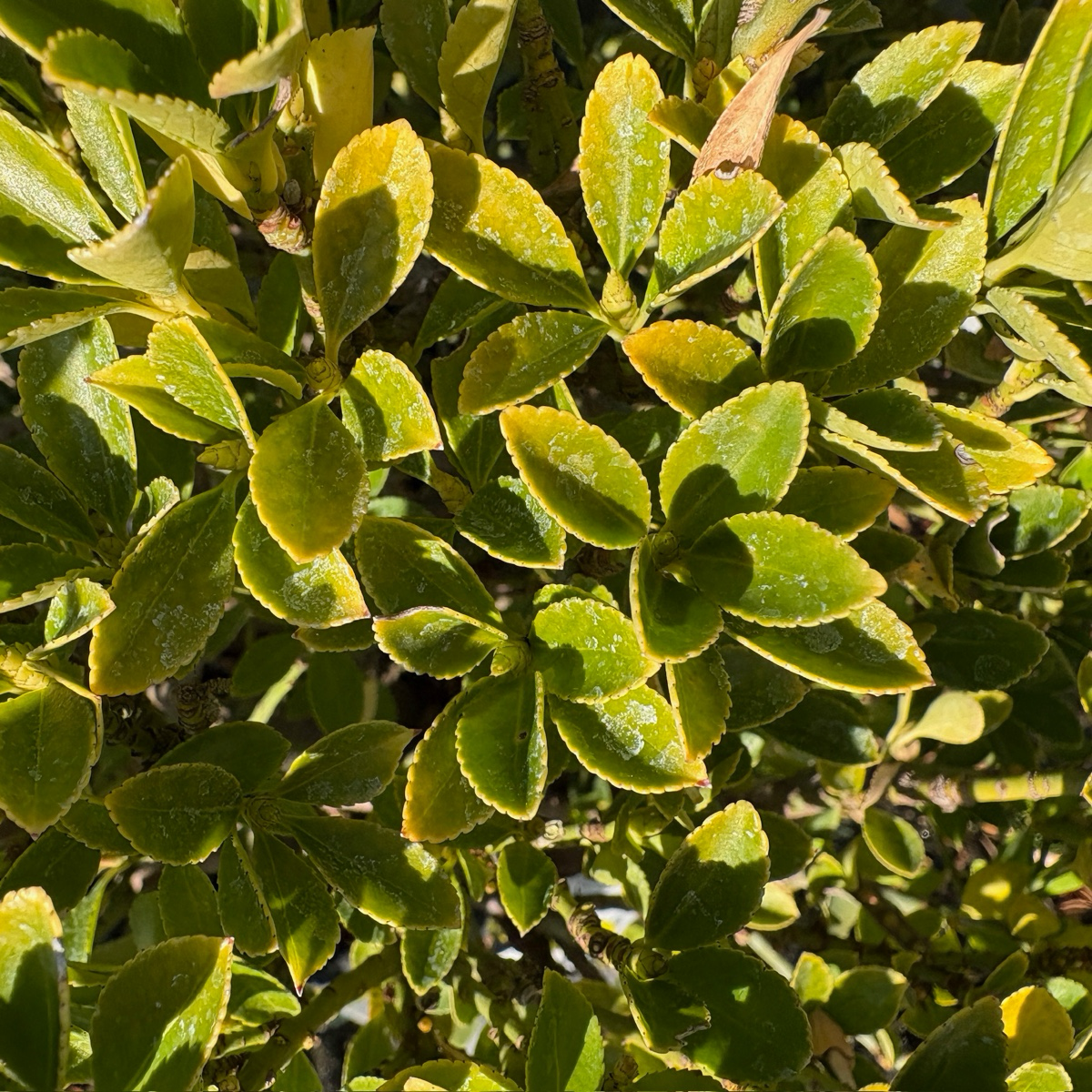 Boxleaf Euonymus