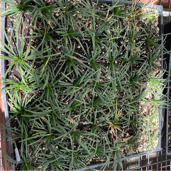 Dwarf Mondo Grass