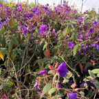 蒂杜花