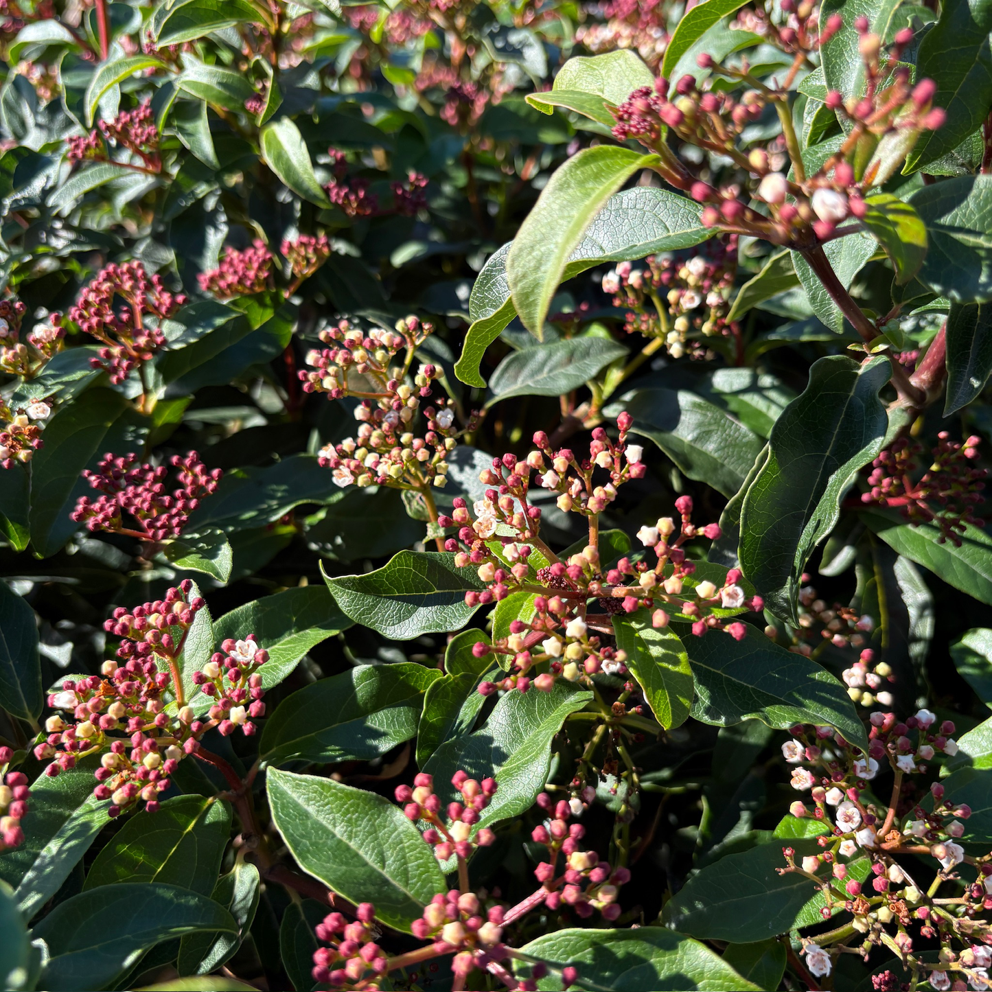 Mediterranean Viburnum 