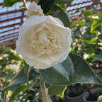舍蝉山茶花