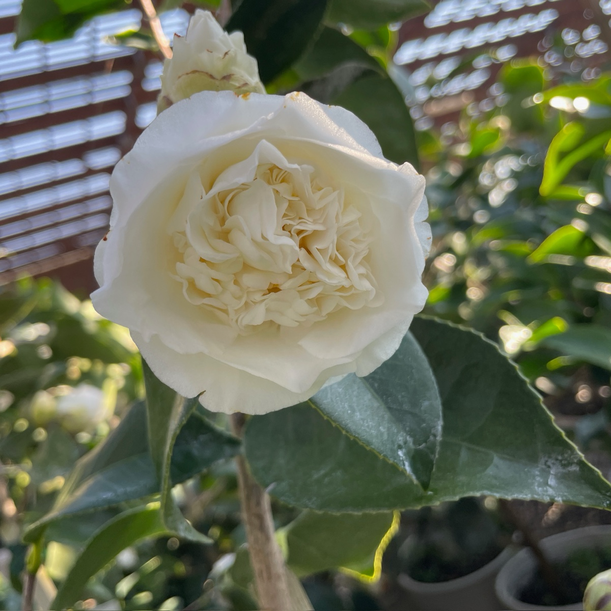 舍蝉山茶花