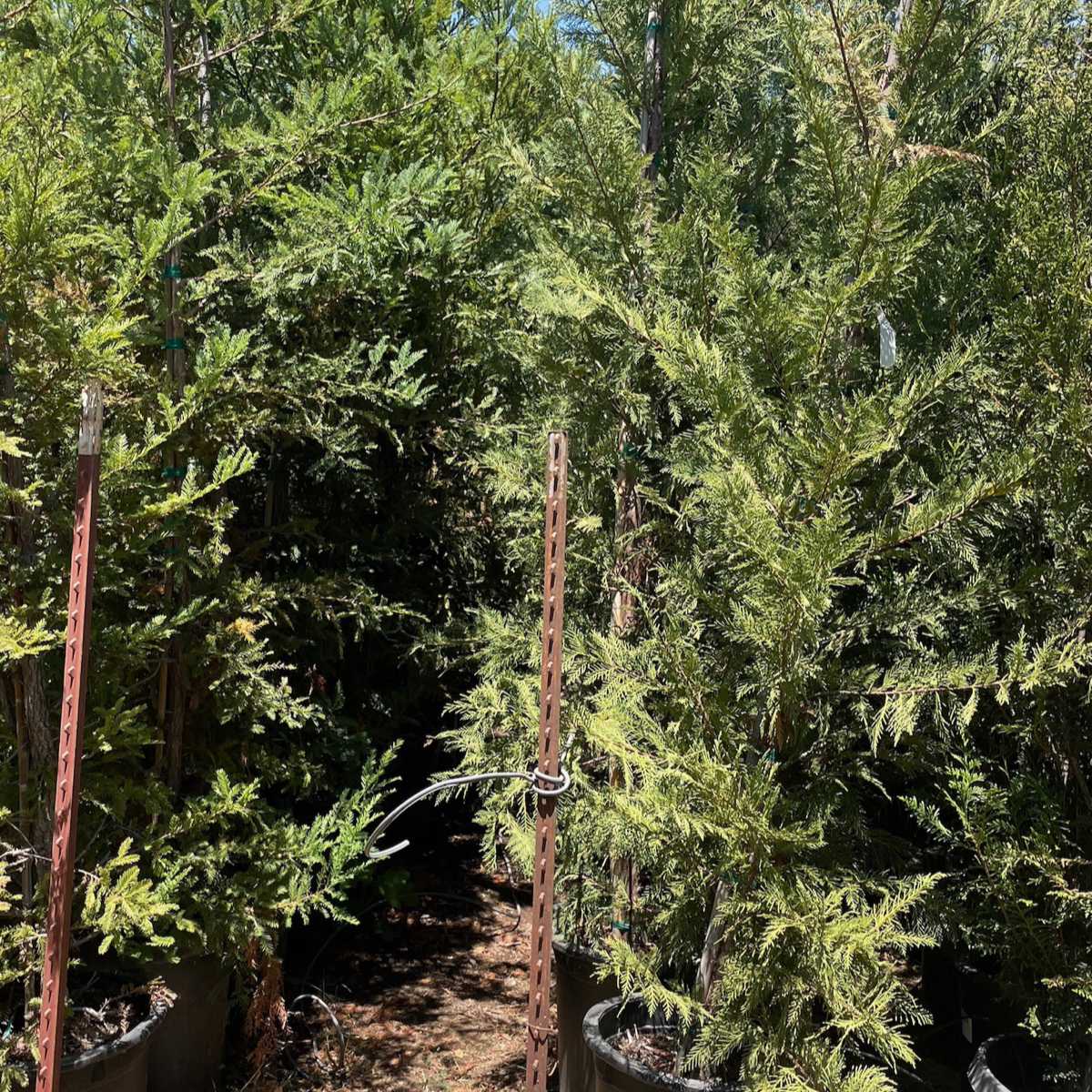 Leyland Cypress