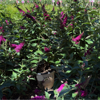 Miss Molly Butterfly Bush