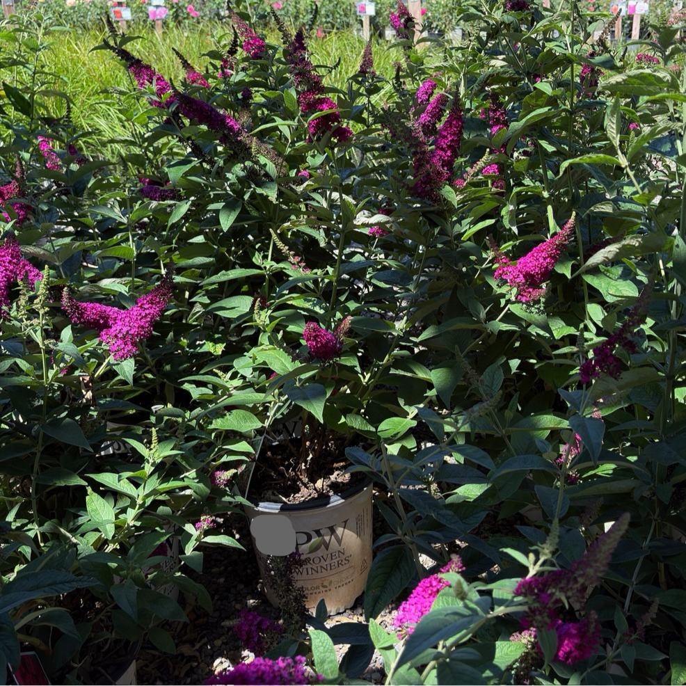 Miss Molly Butterfly Bush