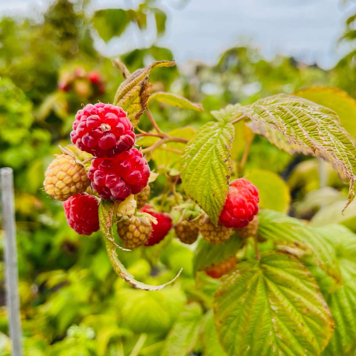 Fall Gold Raspberry