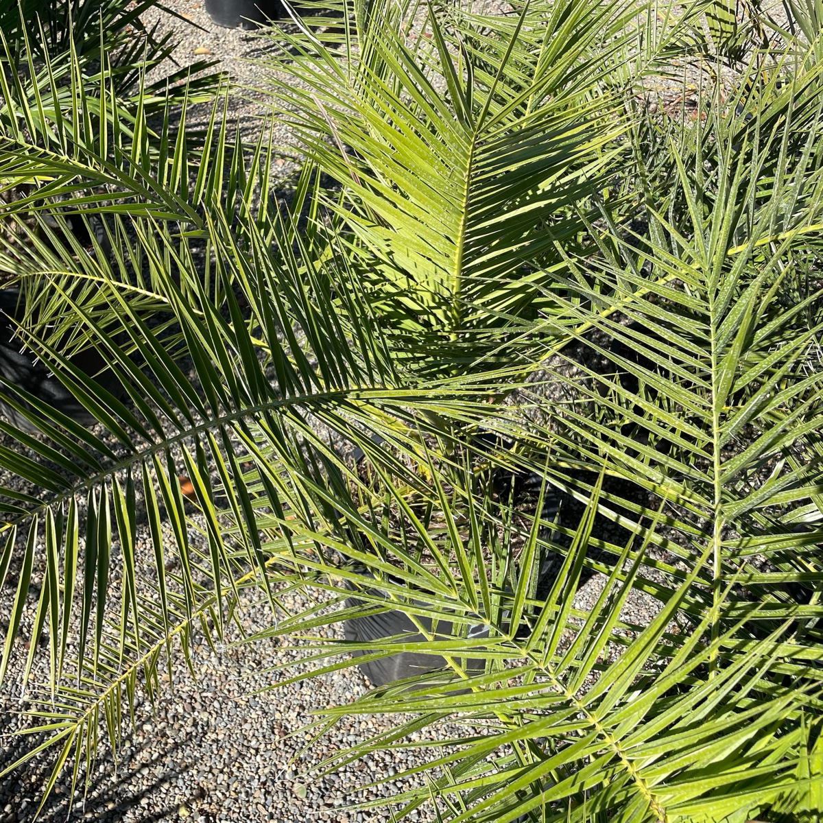 Palm Trees - Date Palms