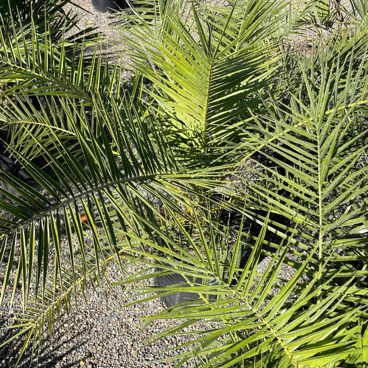 Canary Island Date Palm