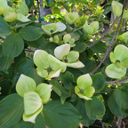 山月光四照花
