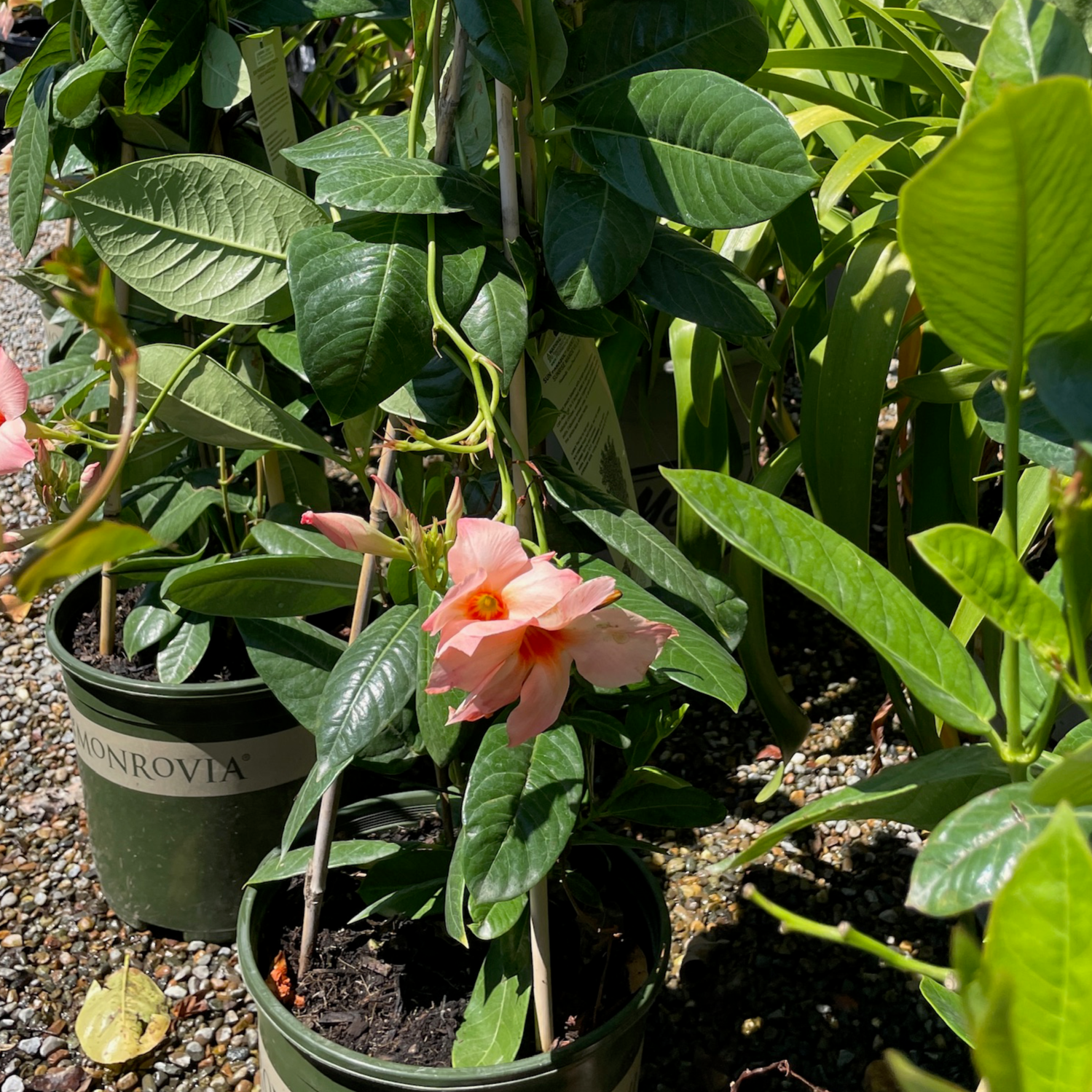 Giant Peach Sunrise Mandevilla  【Sun Parasol®】