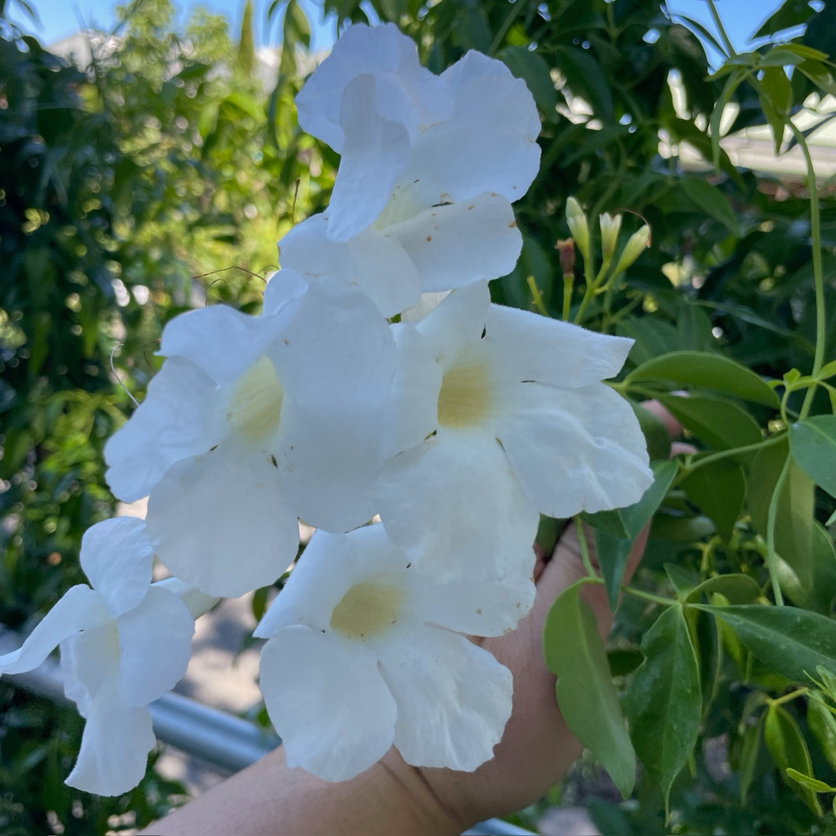 白花凌霄