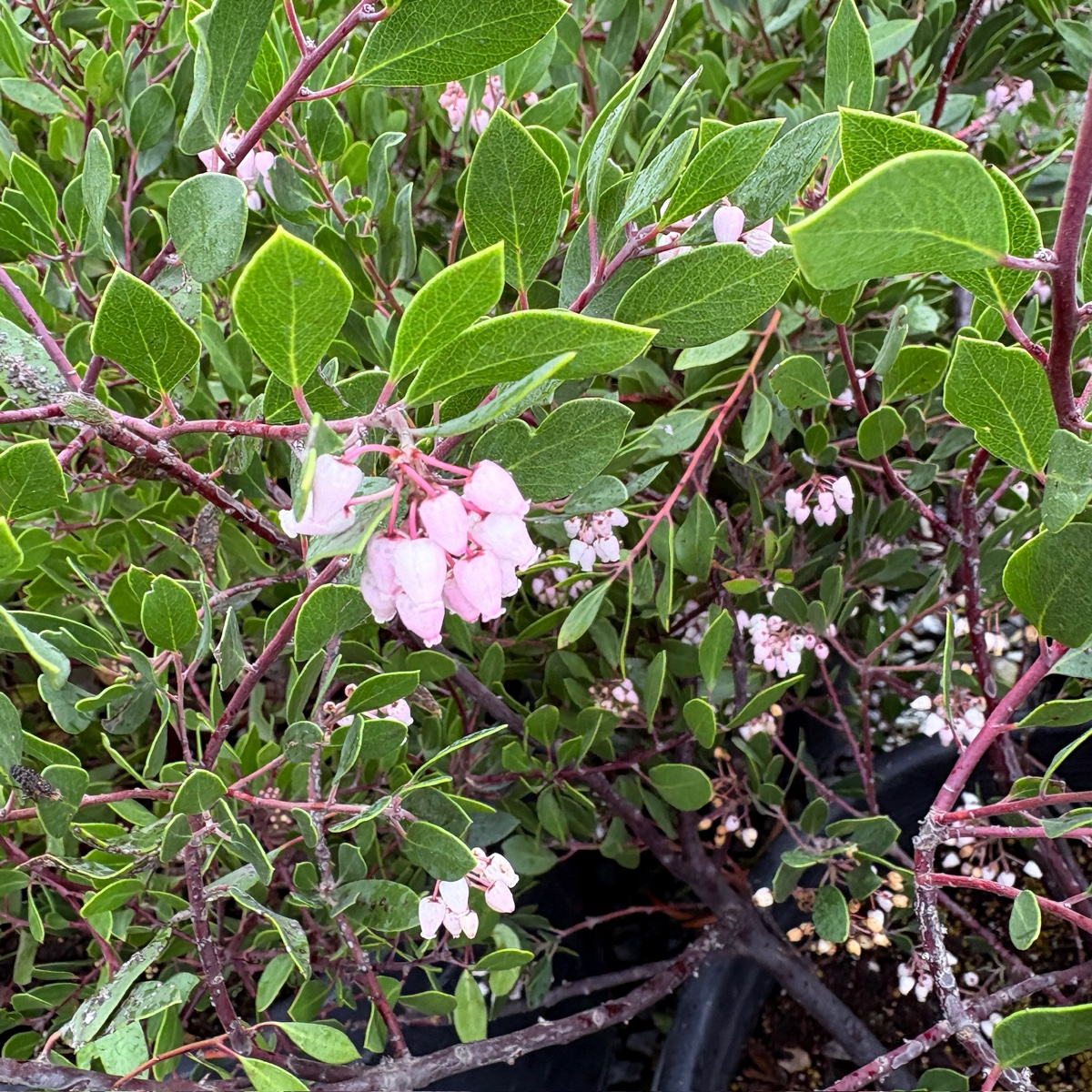 Howard McMinn Manzanita