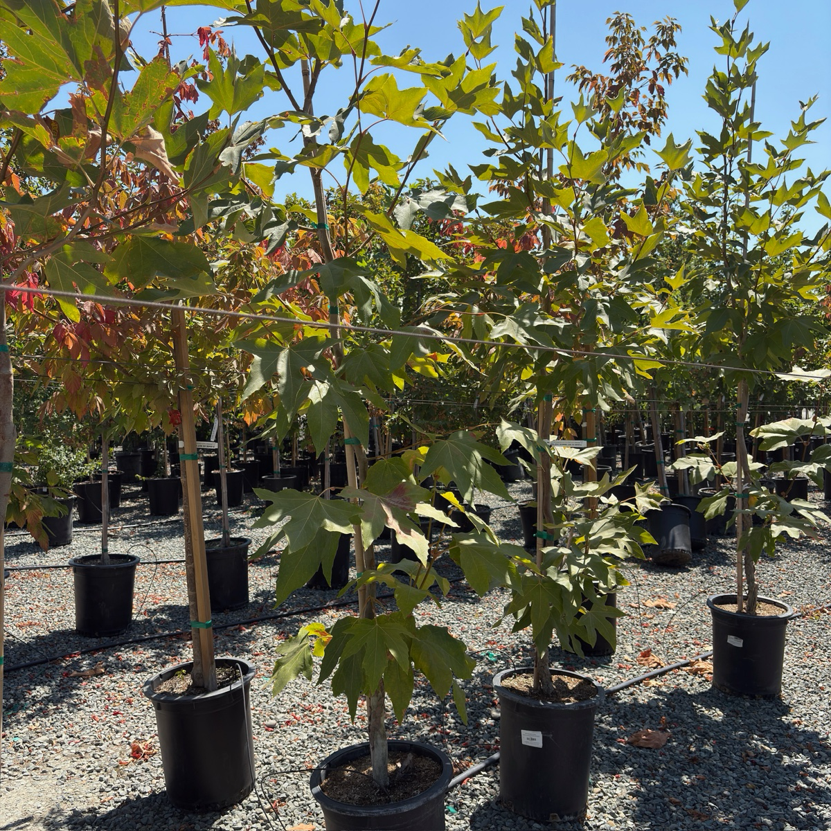 Western Sycamore