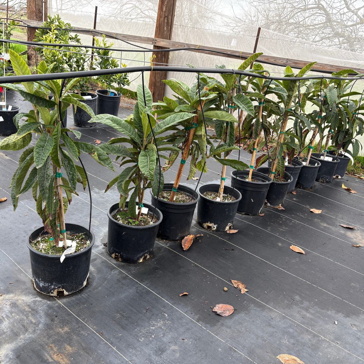 Gold Nugget Loquat /Chamgange Gold Nugget