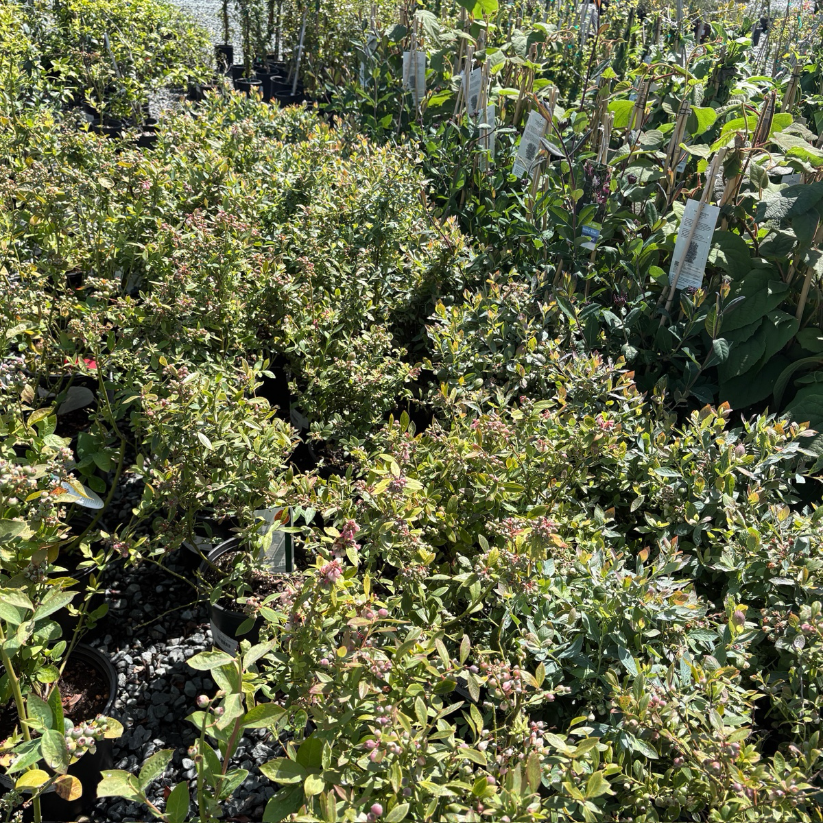 Sunshine Blue Shouthern Highbush Blueberry