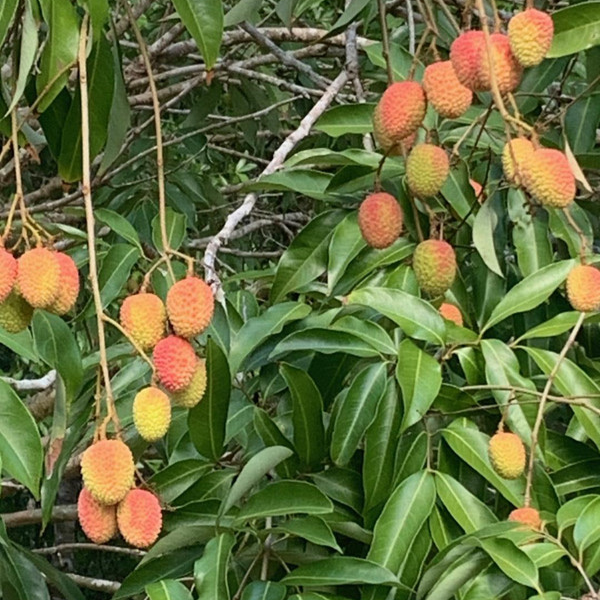 毛里求斯荔枝