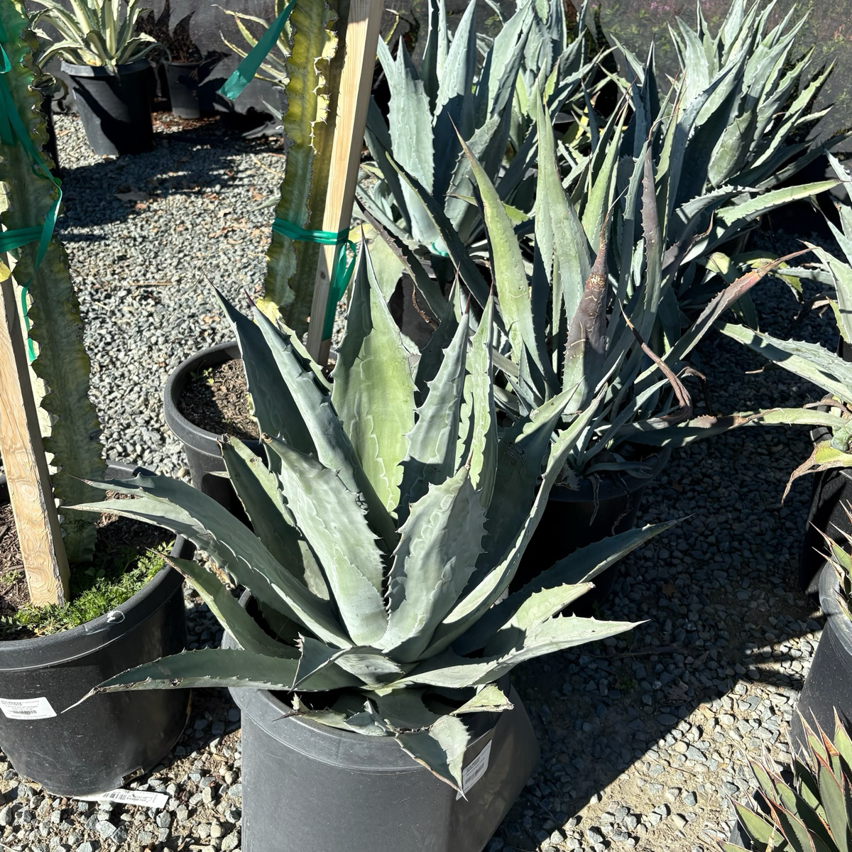 Century Plant