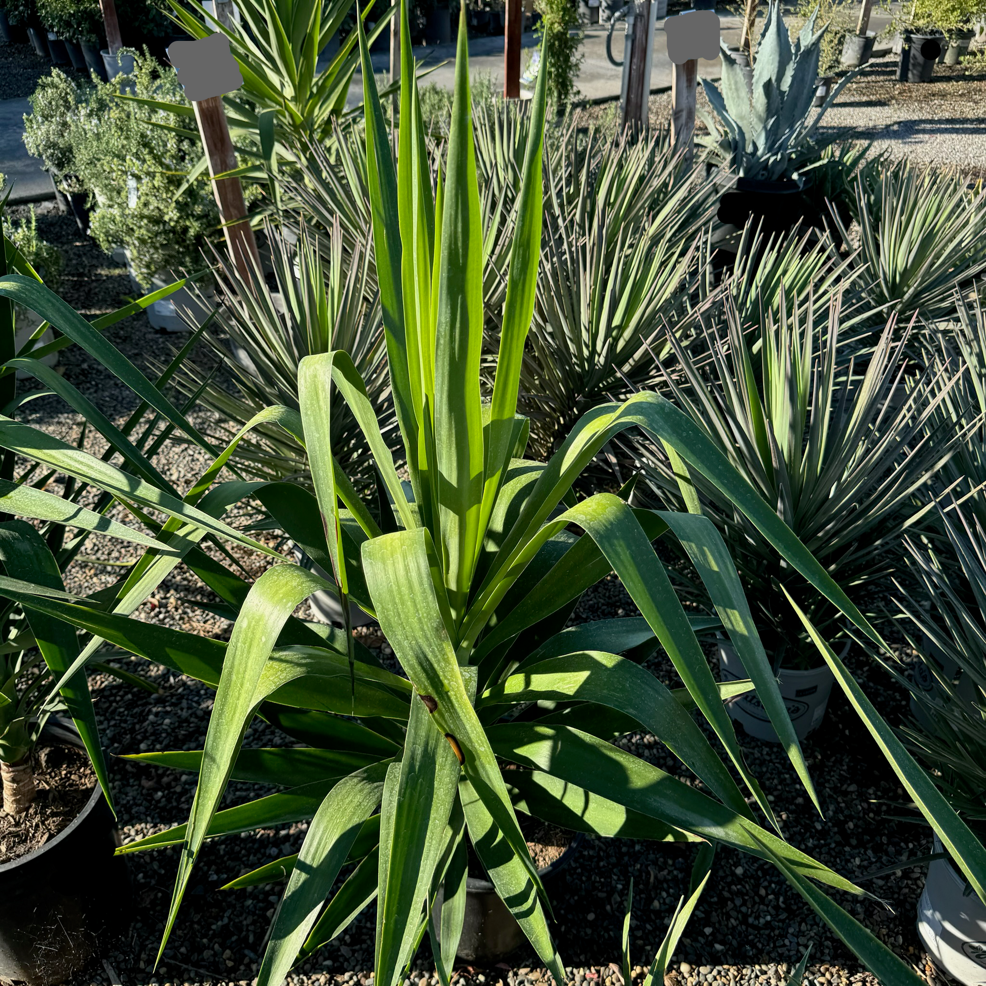 Spineless Giant Yucca