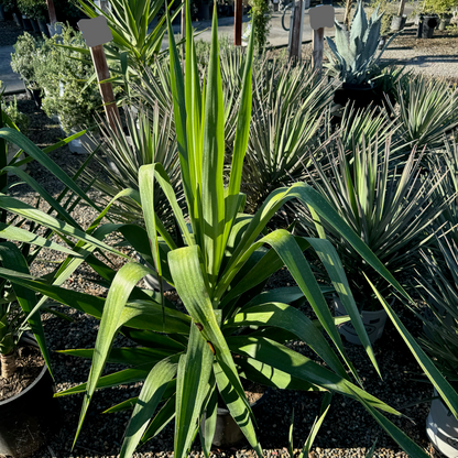 Yucca Tree - Elephant Leg Yucca