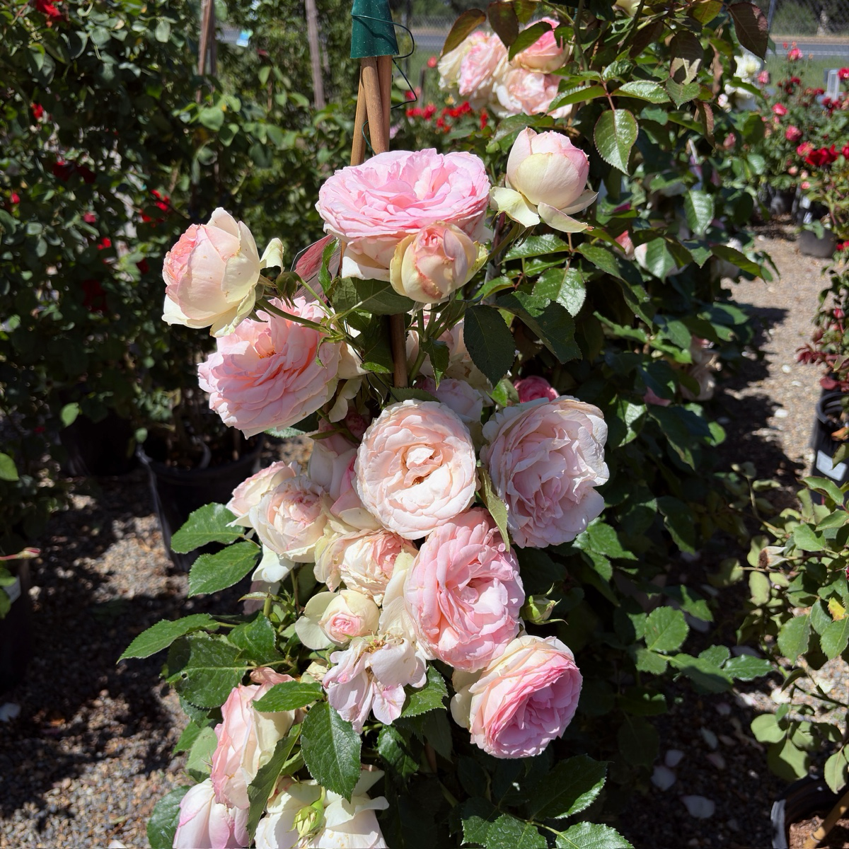 Meiviolin Climbing Rose