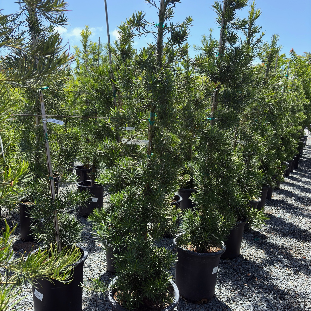 Shrubby Yew Pine