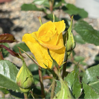 丰花月季-阳光精灵