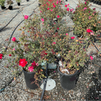 灌木月季-双红无敌