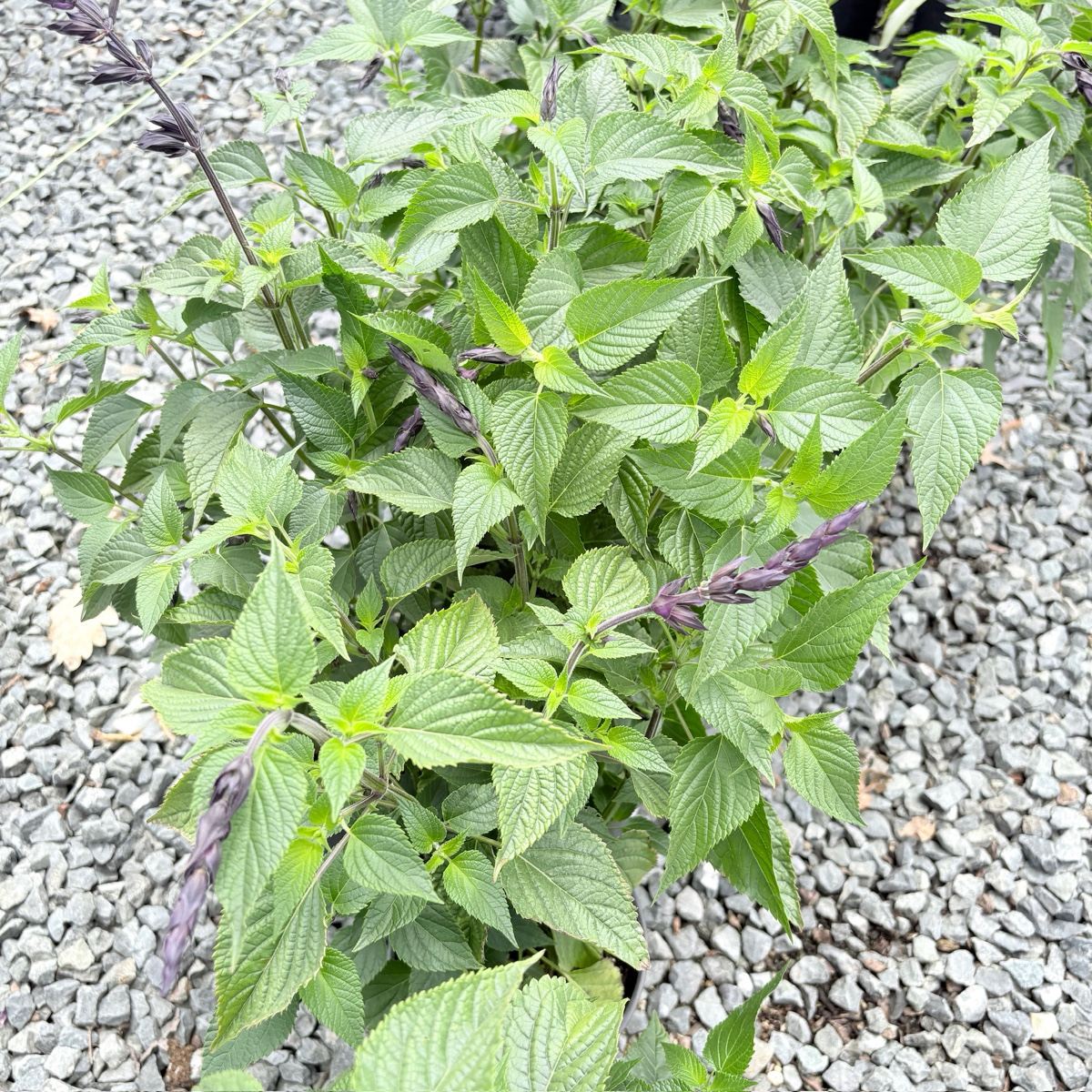 Friendship Sage