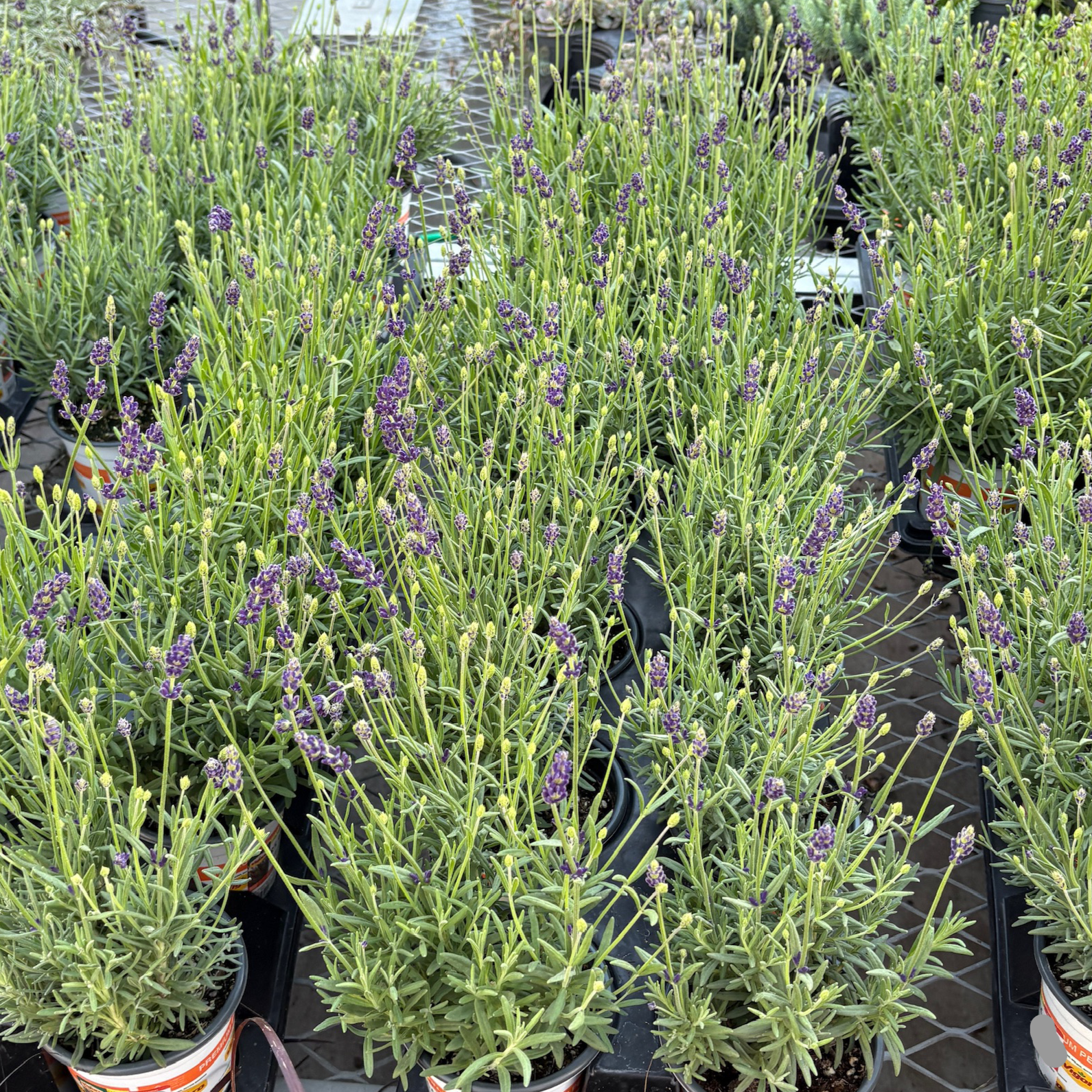 English Lavender