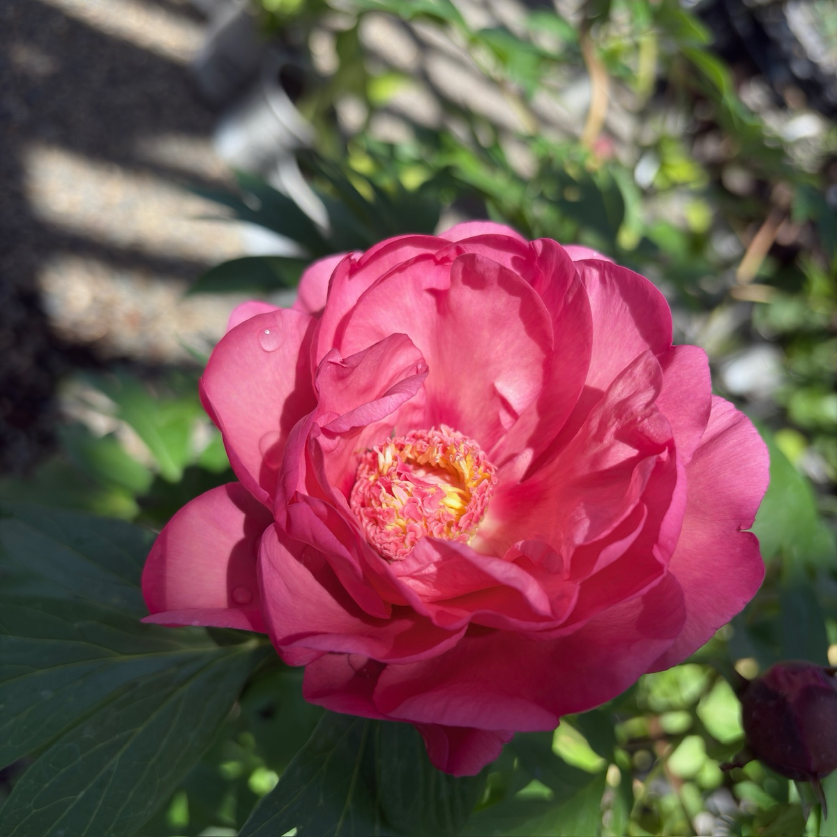Garden Candy™ Strawberry Swirl Itoh Peony