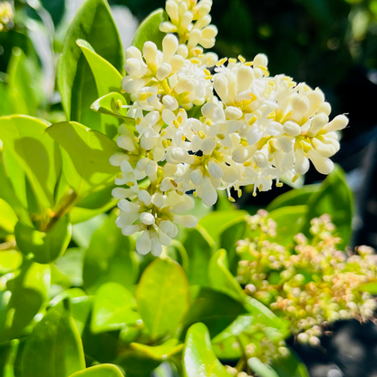 Japanese Ligustrum lucidum