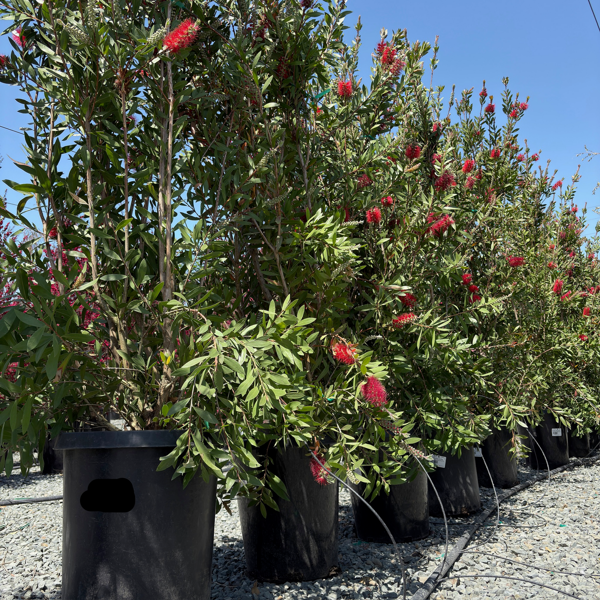 Bottlebrush Patio
