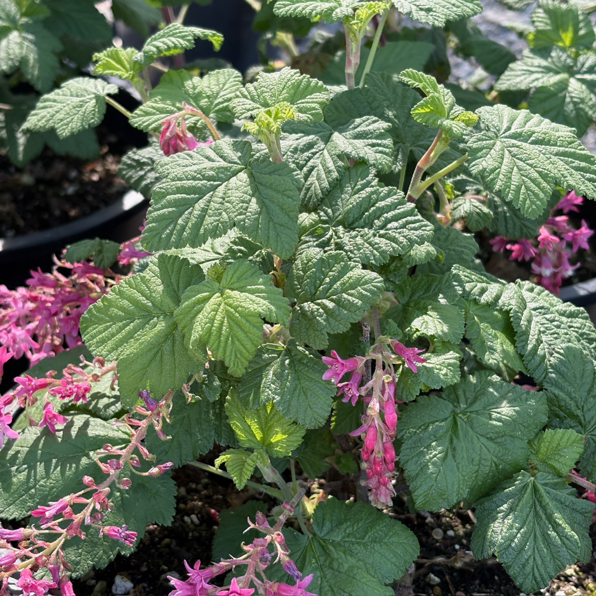 Anthony Waterer Spirea
