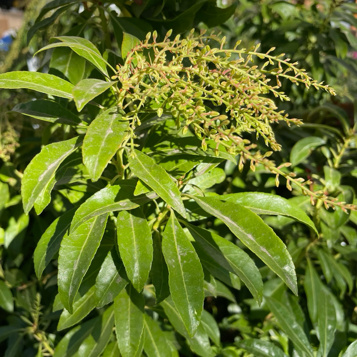 长阶花-粉红花