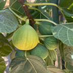 Kadota Fig