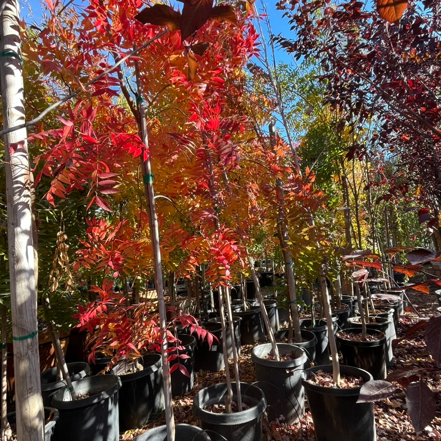 Rhus chinensis-Pistachio