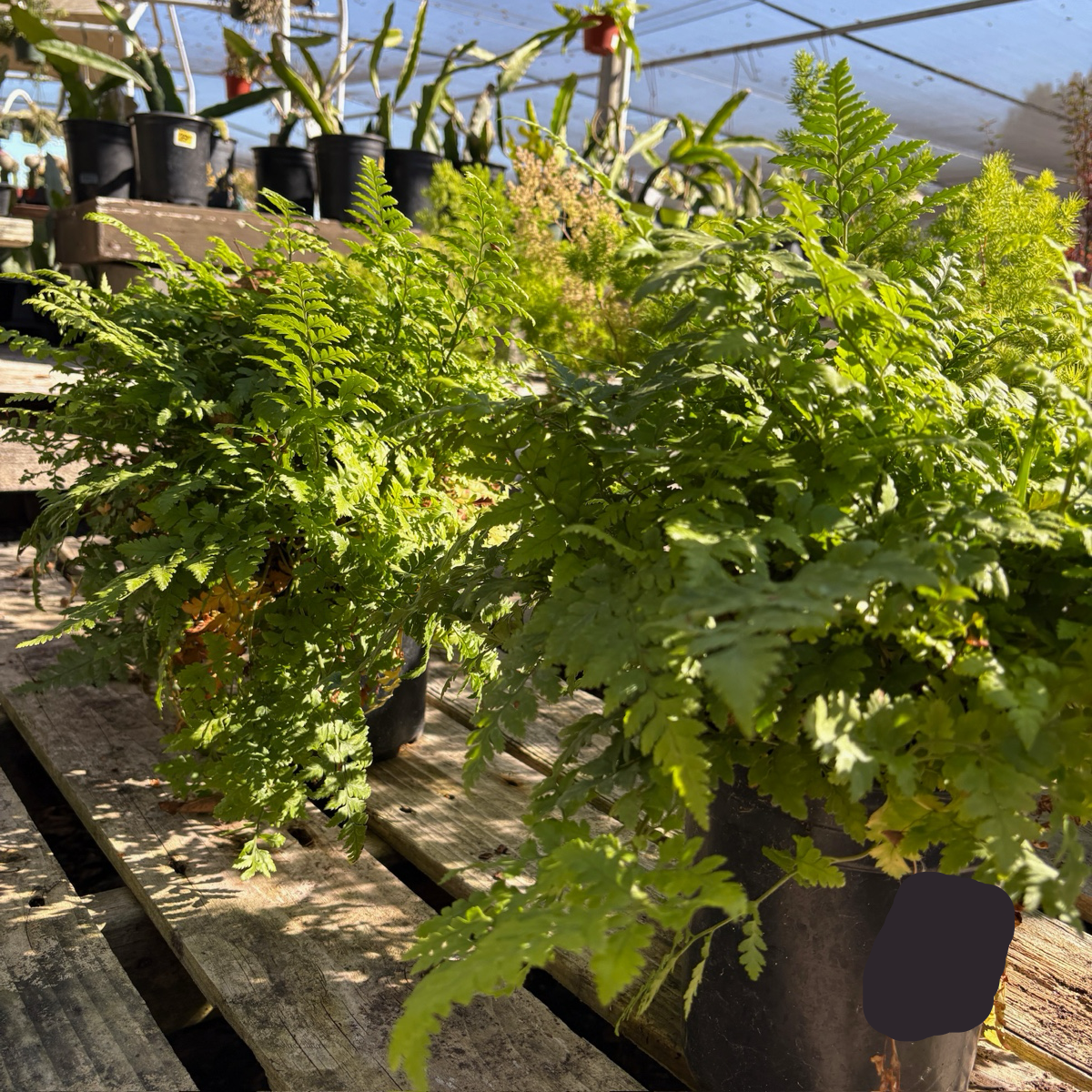 Leatherleaf Fern
