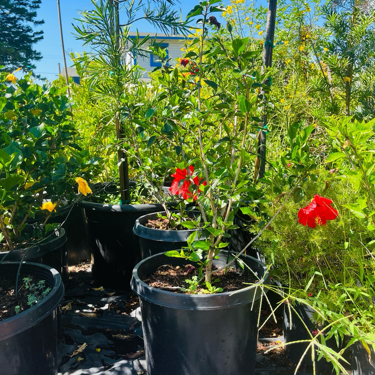 Single Rred  Hibiscus