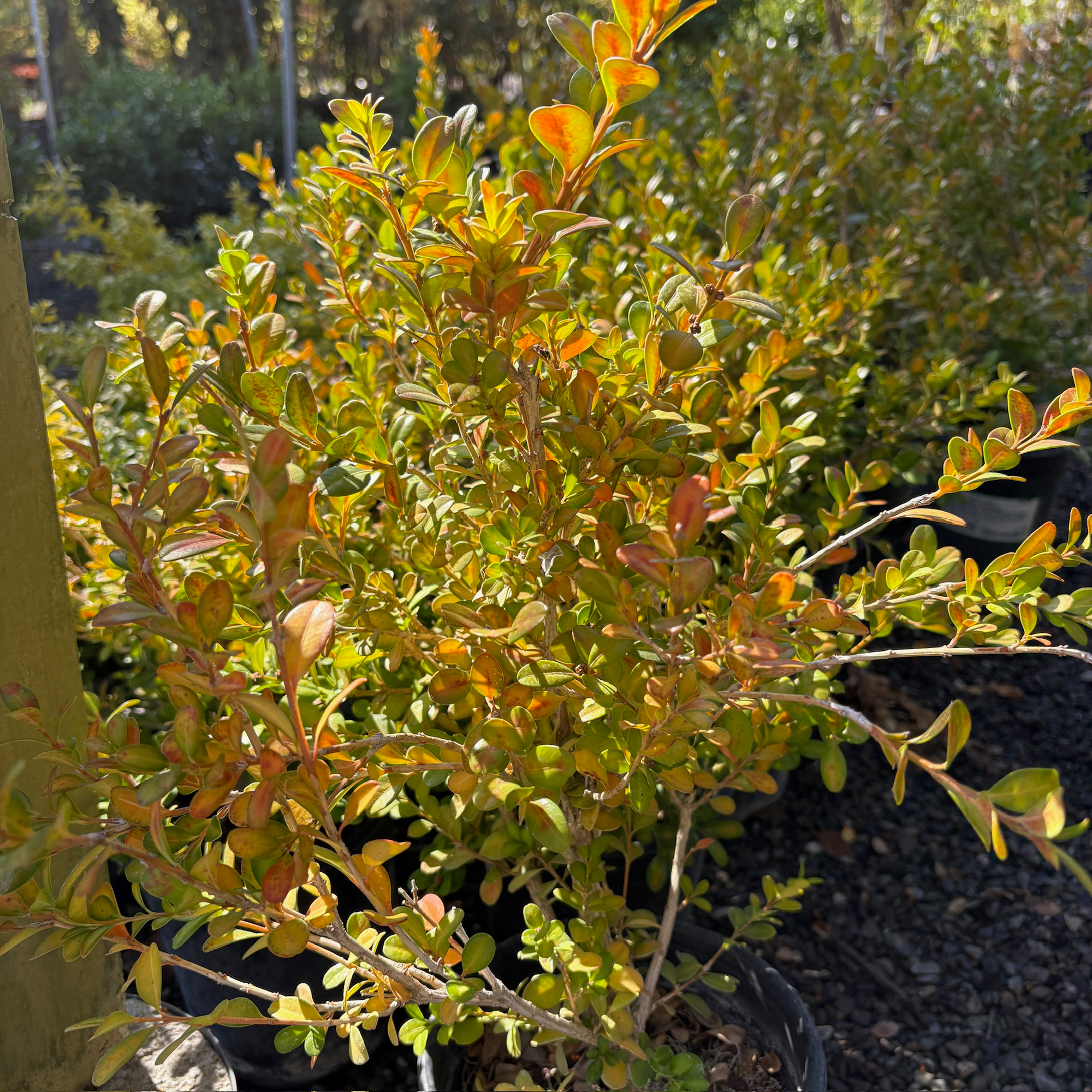 Winter Gem Boxwood