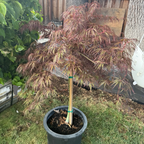 Crimson Queen Lace Japanese Maple