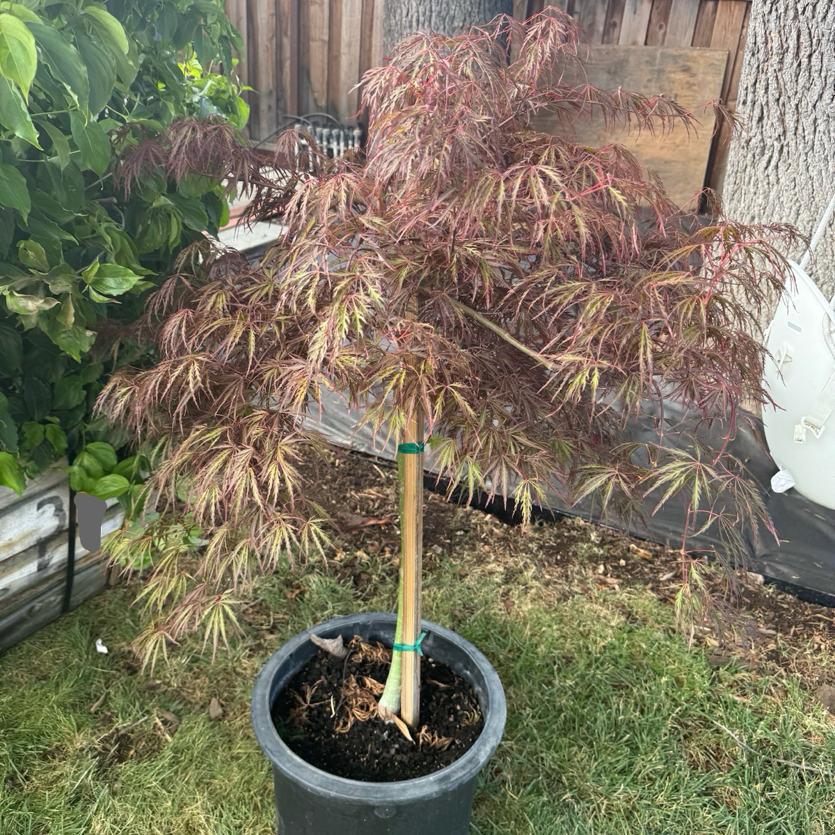 深红女王羽叶日本枫