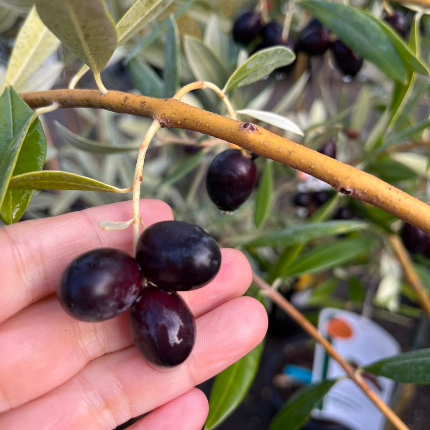 Olive Trees - Mission Olives