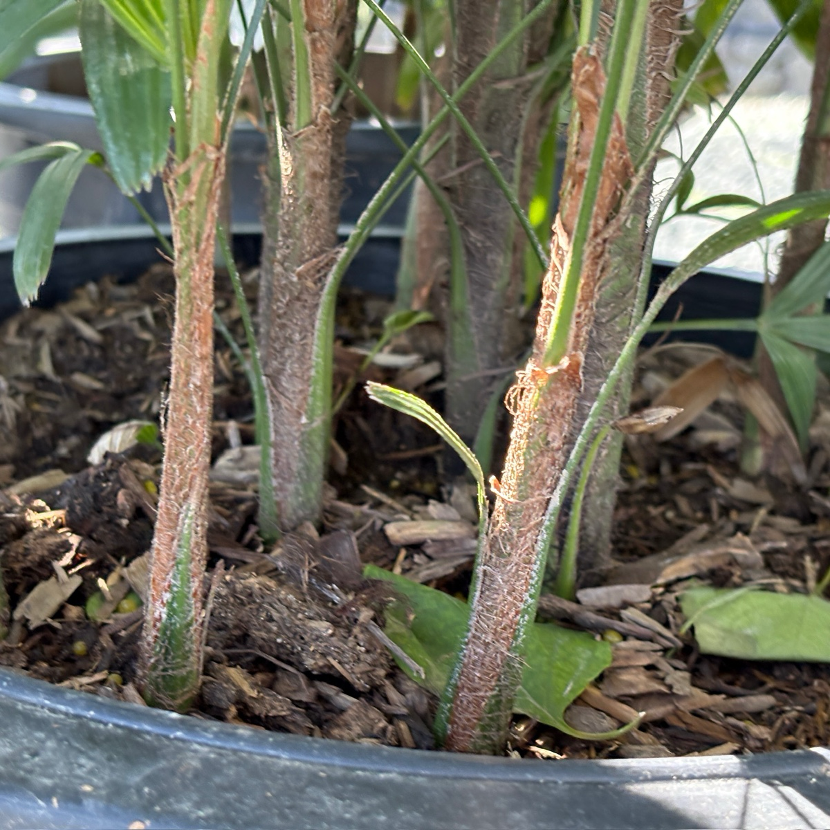 Lady Palm