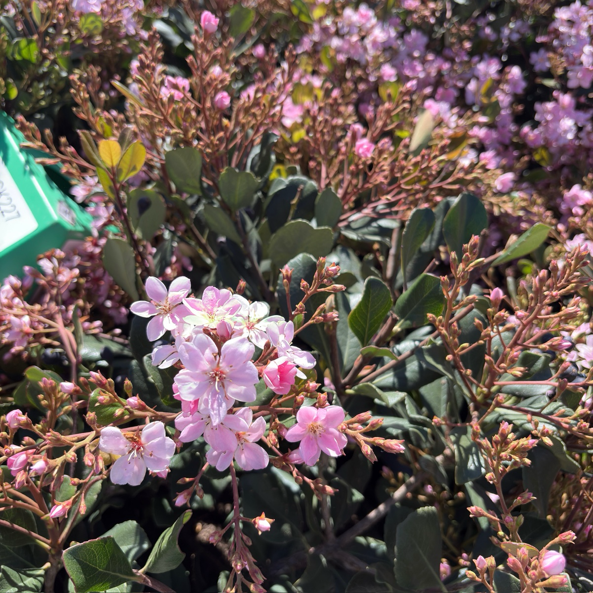 Pink Lady Indian Hawthorn