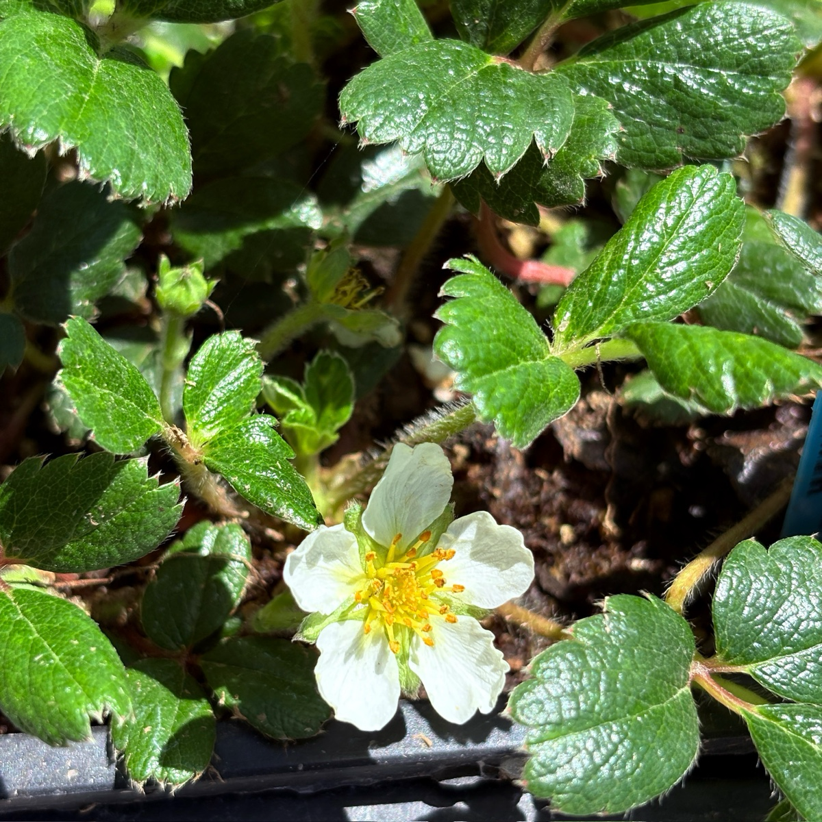 Beach Strawberry